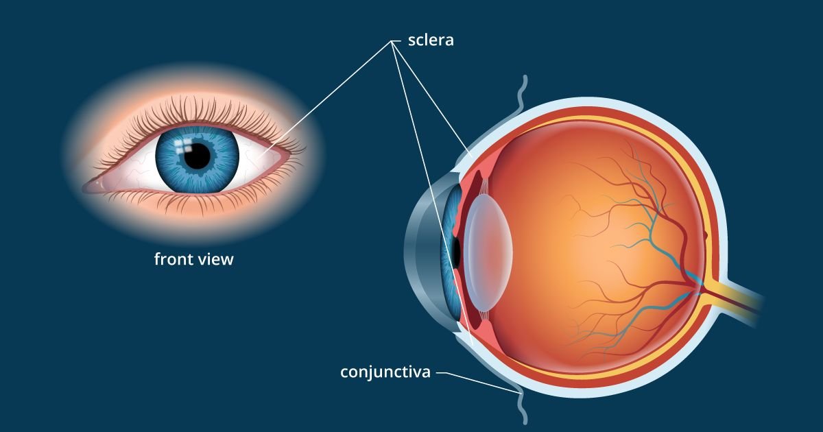 eye-anatomy-wasiclinic